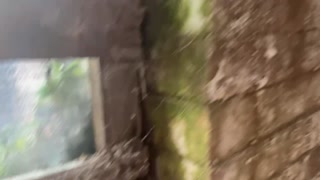 Cracky is excited about her new home so flashes her tits