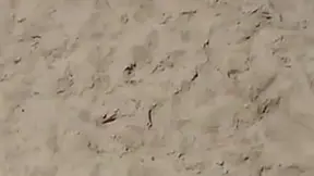 Sizzling Nudist Beach Orgies Caught Live On Camera