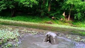 Secret Sloppy Mud Pit Naked in Public Forest