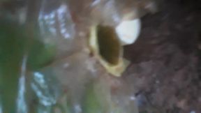 Jungle Desi Video Viral