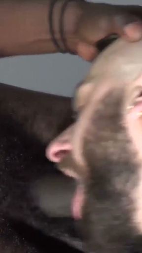 Gay janitor interracial barebacked after sucking BBC   Clip 1