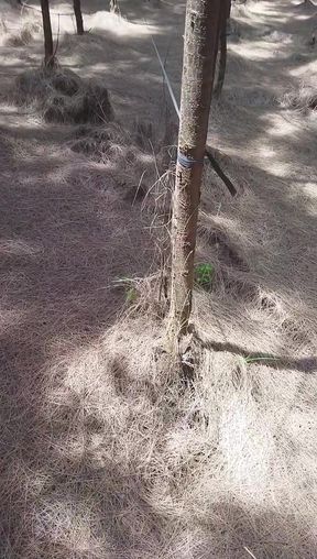 Anal in Dogy Style in Forest