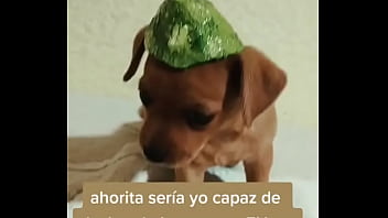 Perrito jiji