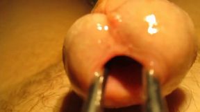 Urethral sounding and stretching with cumshot