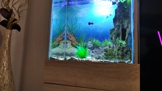 🇬🇧🇺🇸💦🤓Daddy's Stepson Masturbates his Big Fat Cock in Front of His Precious Fish Aquarium 🐠!