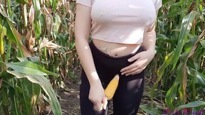 My walk through the cornfield