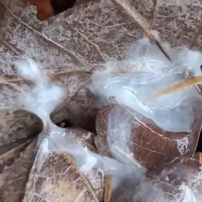 Cumshot in the Park and Showing Cum on the Ground Close up