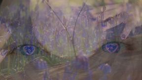 Aligned Focus (Tits)