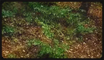 Wild Forest Encounter with a Daring Hiker! | HD Porn