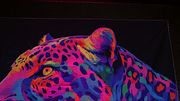 Model Reveal: Nicole Kitt Enters the Jungle | StripPOV