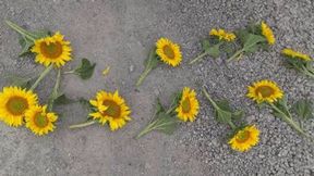 MAN STOMPING BIG FLOWERS (fd)