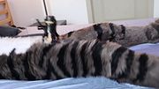 Fursuiter gets milked and overstimmed using a Venus 2000