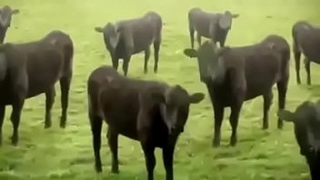 VAQUINHAS SAFADAS DAN&Ccedil_ANDO