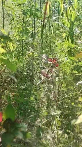 Indian Jungle Transgender Shakes Alone   Clip 1