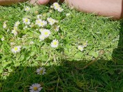 A pissing dick in daisies