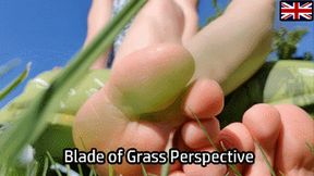 Blade of Grass Perspective