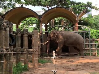 Elephants of Saigon. Vietnam