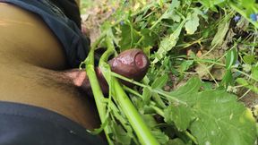 Desi village sarso ke khet me manoranjan