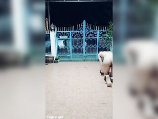 Thai homosexual thrall FagTeetajet