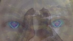 Aligned Focus (Feet)