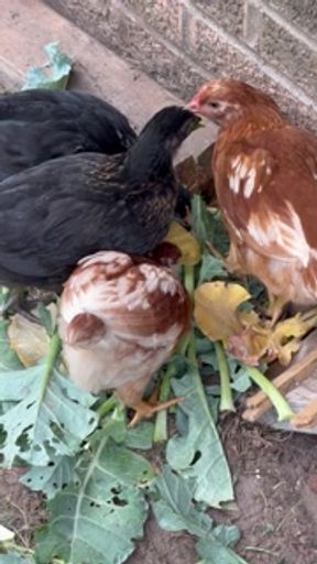 Our chicks love Brocoli