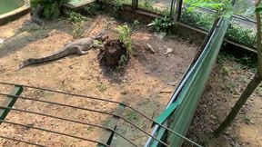 Saigon Seduction: Lusty Crocodiles in Vietnam