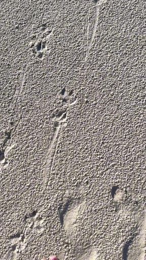 Comparing Size 16 Feet to Sand Prints at the Beach