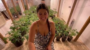 Greenhouse Gawk – POV BJ in the Grow