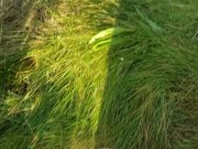 Huge twink cumshot after a long run