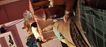 Big Daddy dick amateur masturbation hand job teen ass