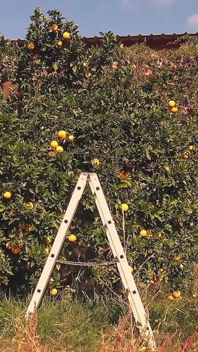 Orange Juice