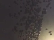 Huge 30 Second Cumshot from a Hard Young Penis