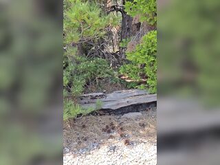 Getting Caught Masturbating on Hiking Trail Shy_College_Gal