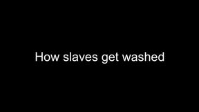 Gay humiliation - how slaves get washed