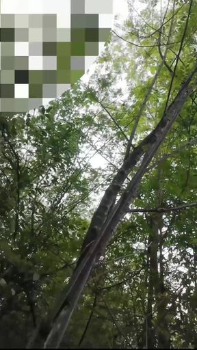 Must-see moment from &quot;Thai student gets in the middle of the jungle of Thai outdoor sounds&quot;