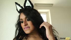 Sweet Solo Feline Frenzy