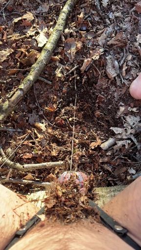 Releasing chasttiy cage in forest   Clip 2