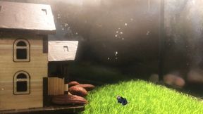 Content Teenie in his Glass Prison 4k