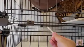 Pussy who wants your treat and tries hard to lick it . . I can see all the way into her mouth!