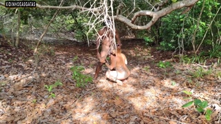 Living with Adam and Eva in Orgy Paradise Intense anal