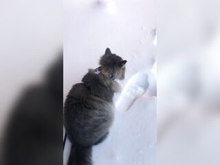 fluffy cat in winter