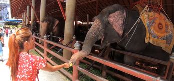 Feeding elephants and love at home after