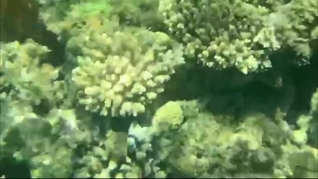 Underwater mature and fishs in Red sea