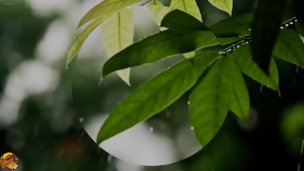 Walking in the rain