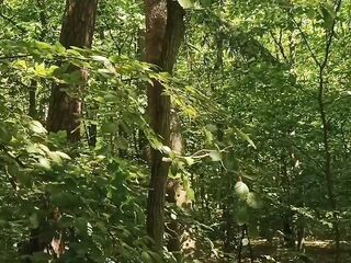 Relaxing forest view, filmed from a tree