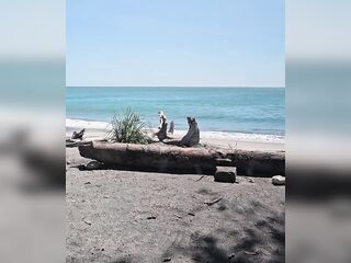 Polla dura de 6 pulgadas en playa/ 6 hard Schlong at beach