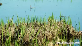 Queen Kira and her submissive Bambi Bella & Crystal Swift share a man