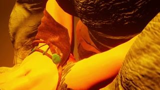 Golden Age of Furry Monsters