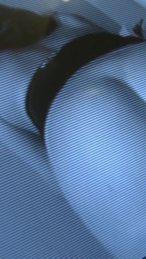 Ashley Coda cheats on boyfriend by sucking huge cock from gloryhole