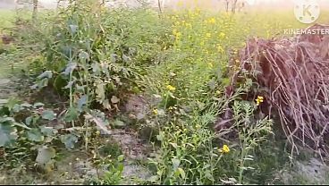 Bhabhi ko jungle mein Le jakar chudai ki aur bhabhi ke Munh mein cream bhi nikale hot bhabhi ki rasili chut ke liye